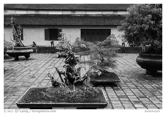 Bonsai trees, Thien Mu pagoda. Hue, Vietnam