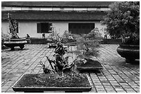 Bonsai trees, Thien Mu pagoda. Hue, Vietnam (black and white)