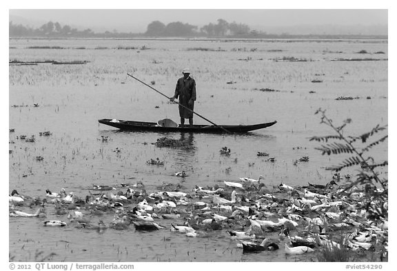 Duck herder, Thanh Toan. Hue, Vietnam (black and white)