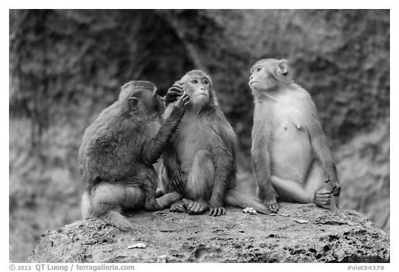 Three monkeys. Halong Bay, Vietnam