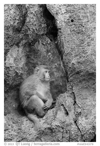 Monkey on cliff. Halong Bay, Vietnam