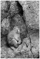 Monkey on cliff. Halong Bay, Vietnam ( black and white)