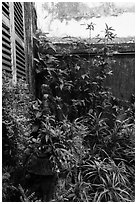 Lush balcony corner. Ho Chi Minh City, Vietnam ( black and white)