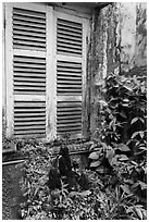 Plants and window shutters. Ho Chi Minh City, Vietnam (black and white)