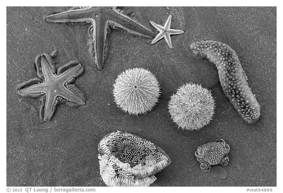 Close-up of sea star, sea anemone, sea urchin, and sea cucumber. Mui Ne, Vietnam (black and white)