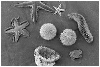 Close-up of sea star, sea anemone, sea urchin, and sea cucumber. Mui Ne, Vietnam (black and white)