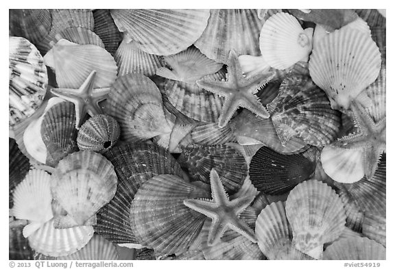 Multicolored sea shells. Mui Ne, Vietnam (black and white)