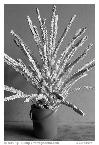 Cut coconut flowers in bucket. Mui Ne, Vietnam (black and white)