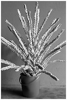 Cut coconut flowers in bucket. Mui Ne, Vietnam (black and white)