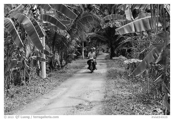 Narrow rural road bordered by banana trees. Ben Tre, Vietnam (black and white)