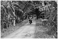 Narrow rural road bordered by banana trees. Ben Tre, Vietnam ( black and white)