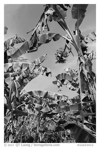 Banana trees. Ben Tre, Vietnam