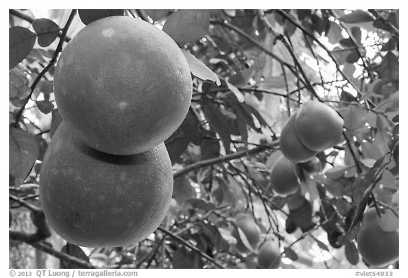 Grapefruit on tree. Ben Tre, Vietnam (black and white)