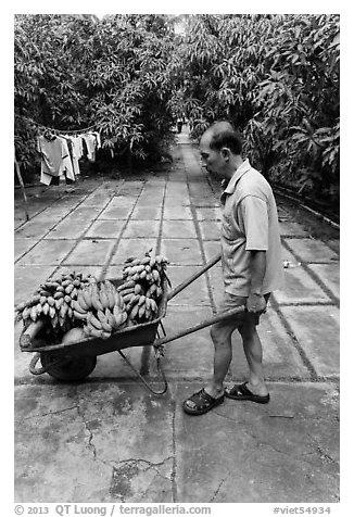 Man with wheelbarrow filled with bananas and coconuts. Ben Tre, Vietnam