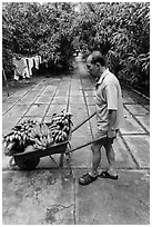 Man with wheelbarrow filled with bananas and coconuts. Ben Tre, Vietnam ( black and white)