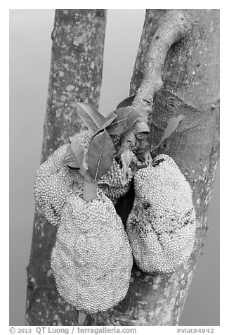 Jackfruit on tree. My Tho, Vietnam (black and white)