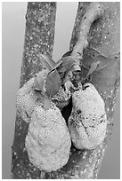 Jackfruit on tree. My Tho, Vietnam ( black and white)