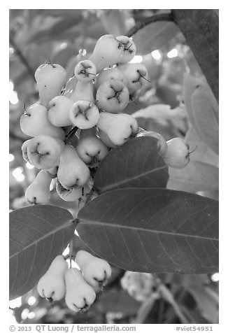 Close-up of Malay apples on tree. My Tho, Vietnam (black and white)