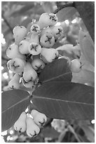 Close-up of Malay apples on tree. My Tho, Vietnam (black and white)