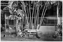 Chicken and roosters encaged on sidewalk. Tra Vinh, Vietnam (black and white)