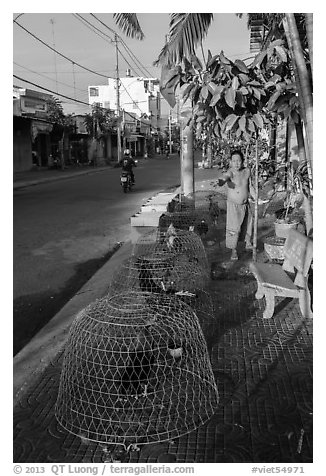 Man feeding chicken. Tra Vinh, Vietnam (black and white)