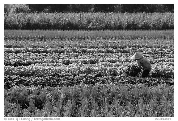 Woman in field of vegetables. Tra Vinh, Vietnam