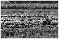 Woman in field of vegetables. Tra Vinh, Vietnam (black and white)