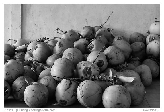 Coconuts. Can Tho, Vietnam (black and white)