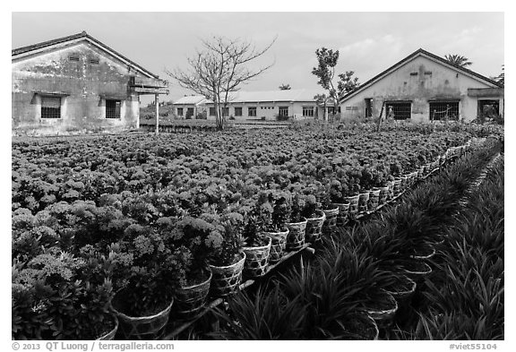 Flower nursery. Sa Dec, Vietnam