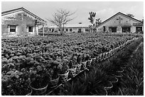 Flower nursery. Sa Dec, Vietnam ( black and white)