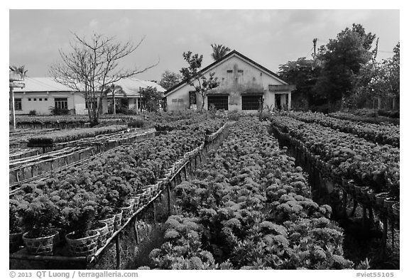 Rows of potted red flowers. Sa Dec, Vietnam (black and white)