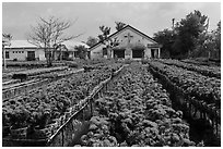 Rows of potted red flowers. Sa Dec, Vietnam ( black and white)