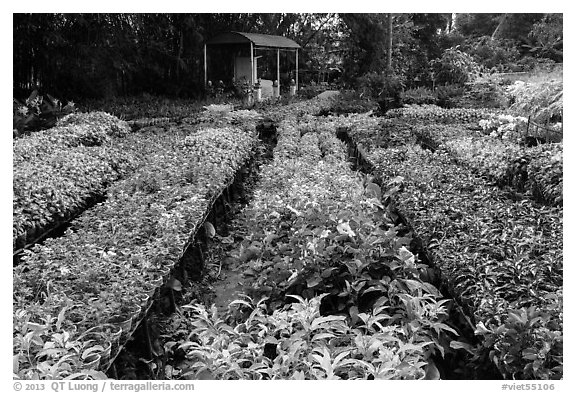 Multicolored flowers in nursery. Sa Dec, Vietnam (black and white)