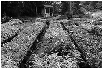 Multicolored flowers in nursery. Sa Dec, Vietnam (black and white)