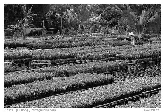 Woman watering flowers in nursery. Sa Dec, Vietnam (black and white)