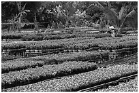 Woman watering flowers in nursery. Sa Dec, Vietnam ( black and white)