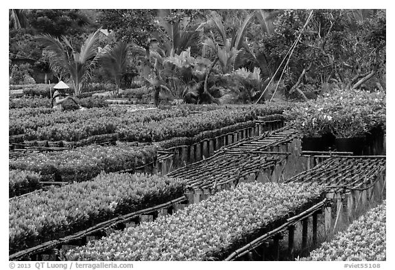 Woman watering flowers in nursery. Sa Dec, Vietnam