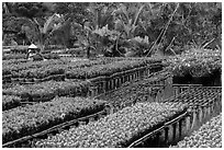 Woman watering flowers in nursery. Sa Dec, Vietnam ( black and white)