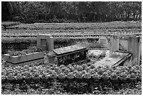 Tombs amidst rows of potted flowers. Sa Dec, Vietnam (black and white)