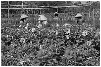 Flowers and workers in flower field. Sa Dec, Vietnam (black and white)