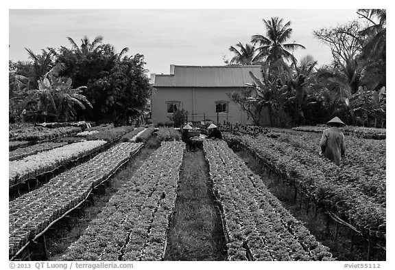 Workers amongst rows of potted flowers. Sa Dec, Vietnam (black and white)