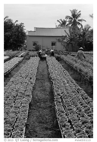 Nursery workers amongst rows of flowers. Sa Dec, Vietnam