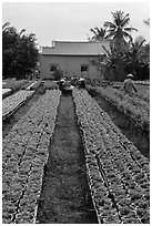 Nursery workers amongst rows of flowers. Sa Dec, Vietnam (black and white)