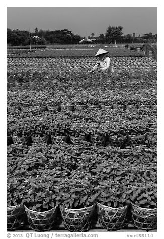 Woman tending to flowers. Sa Dec, Vietnam (black and white)