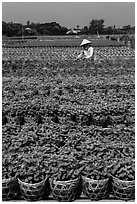 Woman tending to flowers. Sa Dec, Vietnam ( black and white)