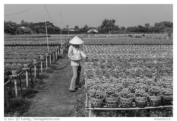 Woman caring for flowers in nursery. Sa Dec, Vietnam