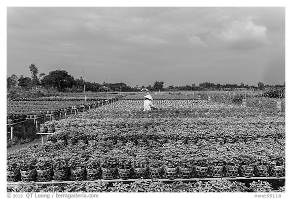 Rows of potted plants. Sa Dec, Vietnam