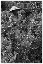 Man taking care of fruit trees. Sa Dec, Vietnam ( black and white)