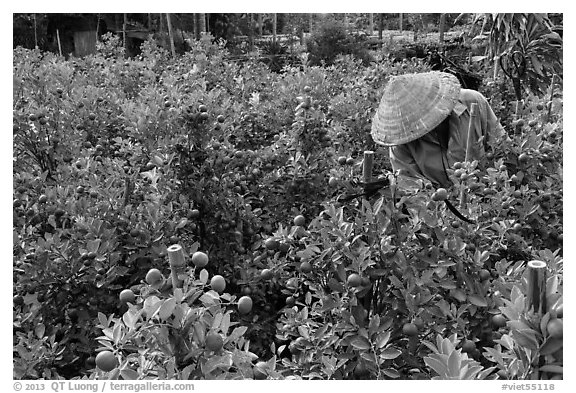 Man working in fruit orchard. Sa Dec, Vietnam (black and white)