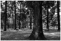 Vendor and couple, 30-4 Park. Ho Chi Minh City, Vietnam ( black and white)